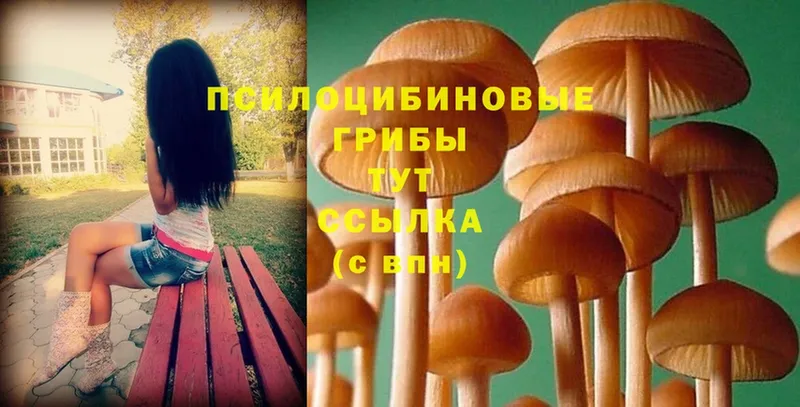 как найти закладки  Калининск  Псилоцибиновые грибы Psilocybe 